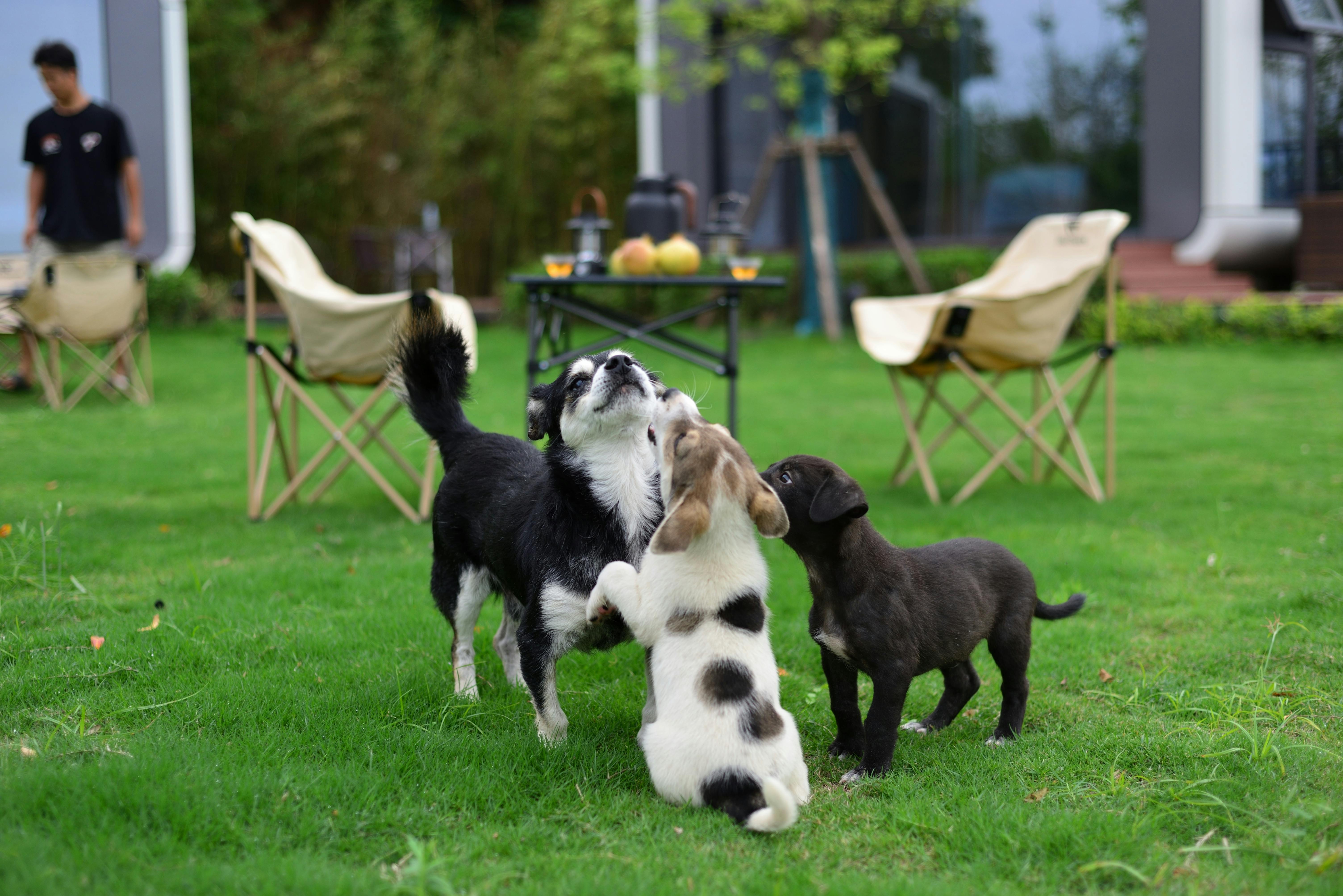 Pets Welcomed villa category
